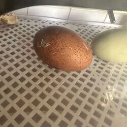 Eier