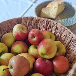 Als kleine Stärkung der Teilnehmer*innen gab es Äpfel und Brioche