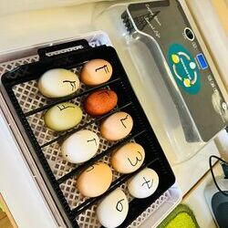 Eier